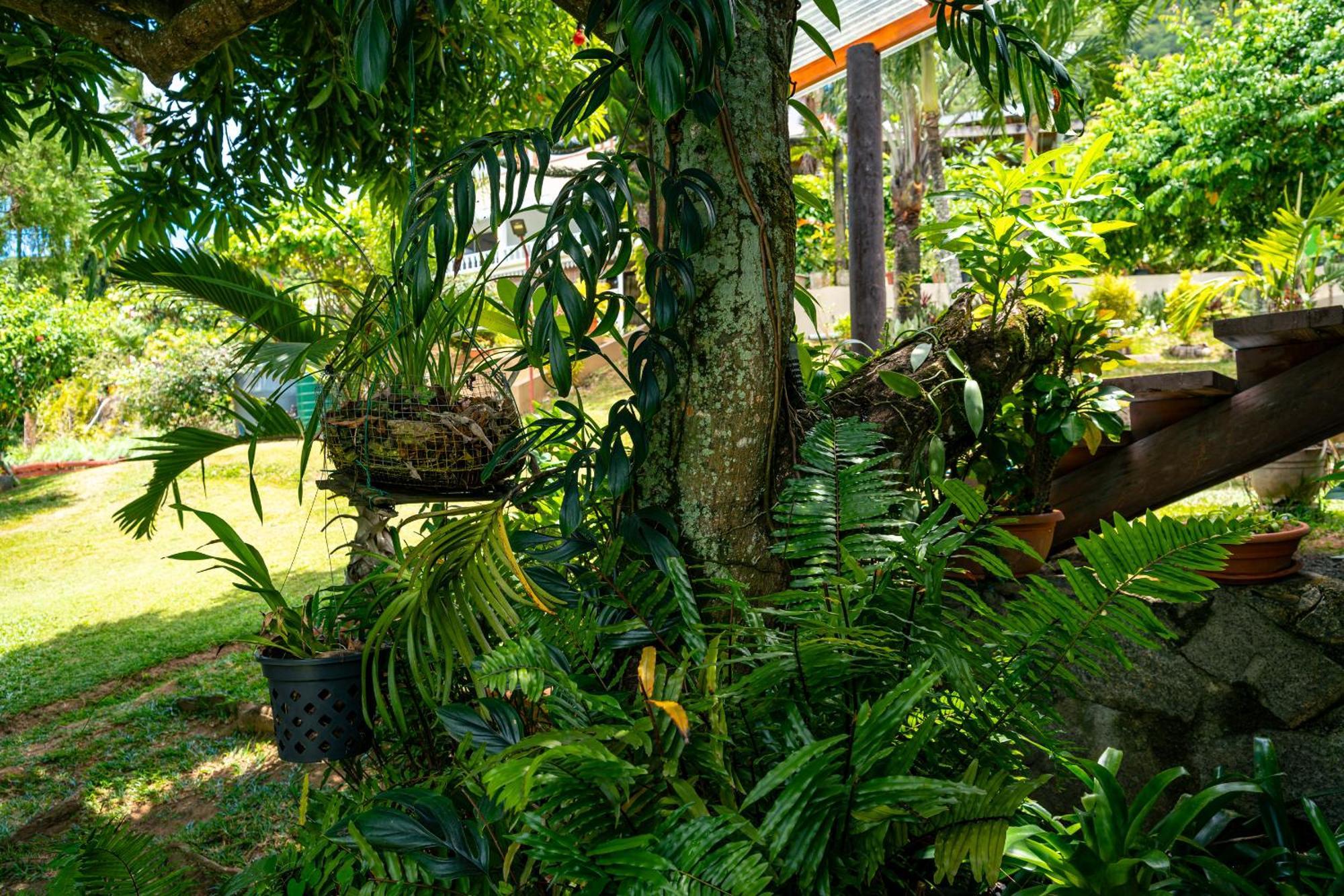 Lemongrass Lodge Beau Vallon  Eksteriør billede